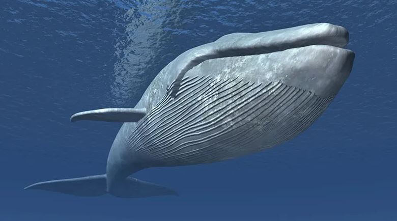 Ce qu il faut savoir sur la baleine bleue le plus grand mammifère marin