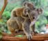 koala australie